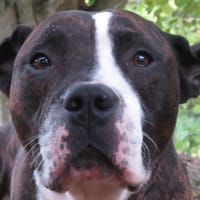 ZERA, chien à adopter
