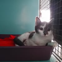 FLUPPY, chatte à adopter