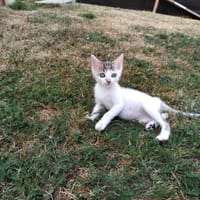AQUARELLE, chatte à adopter
