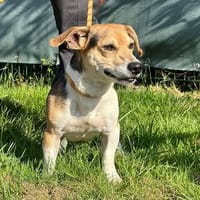 DIC, chien à adopter