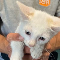 Sol, chat à adopter