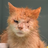 Barbossa Cab4256, chat à adopter