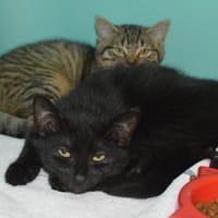 Cacao Cab4329, chat à adopter