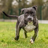 ZINA OAA19747, chienne à adopter