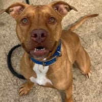 NALA, chienne à adopter