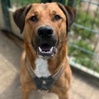 NESS, chien à adopter
