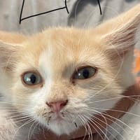 La (réservée), chatte à adopter