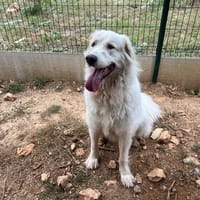 LEIA, chienne à adopter