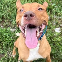 BAGGY, chien à adopter