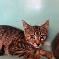 DONA, chatte à adopter