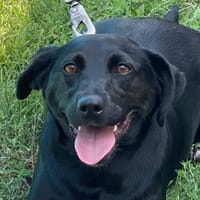 PATATE, chienne à adopter