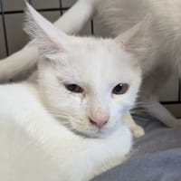NUAGE, chat à adopter
