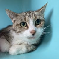 ELLIE, chatte à adopter