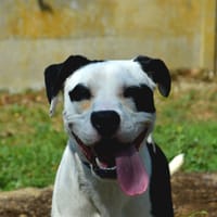 KUNG FU CHAO, chien à adopter