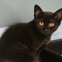 Aya Cab4326, chatte à adopter