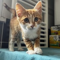 EMILE C, chat à adopter