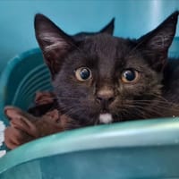 Fiou, chatte à adopter
