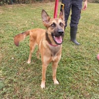 Ariel, chienne à adopter