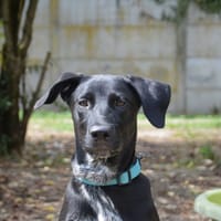 KEIKO CHAO, chienne à adopter