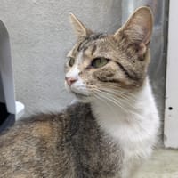 POUPETTE, chatte à adopter