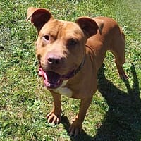 Finger CAA13959, chien à adopter