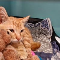 RONNY, chatte à adopter