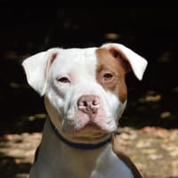 SAM CHAO, chienne à adopter
