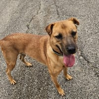 Zack, chien à adopter
