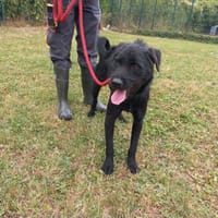 Sherkan, chien à adopter