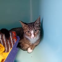 EKKO, chat à adopter