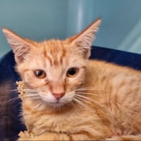 ROCOCO, chat à adopter