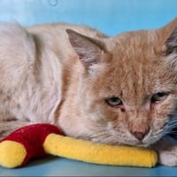 CUBITUS, chat à adopter