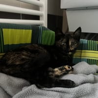 EMILIE C, chatte à adopter