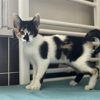 ALICE C, chatte à adopter