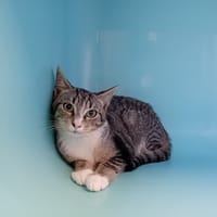 JAYCE, chat à adopter