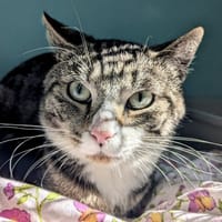 ZIGGY, chat à adopter