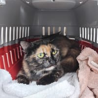 Knacki, chatte à adopter