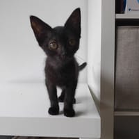 POLLY ( RESERVEE), chatte à adopter