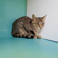 ISHA, chatte à adopter