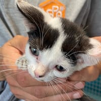 Ré, chat à adopter