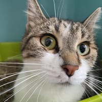 AMBRE, chatte à adopter