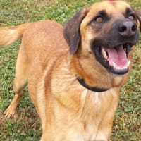Poker, chien à adopter