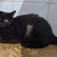 Bouclette, chatte à adopter