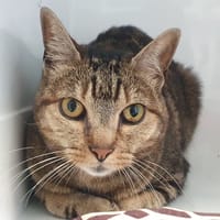 IRIS CHA, chatte à adopter