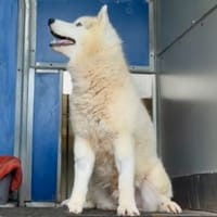 Snow, chien à adopter