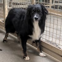 Uggy, chien à adopter