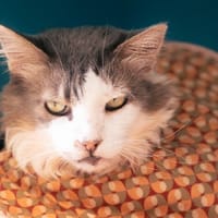 Fanny, chatte à adopter