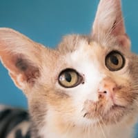 LEONARD famille relais, chat à adopter