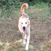 Rodolphe, chien à adopter