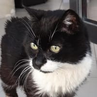 GLEOI, chatte à adopter